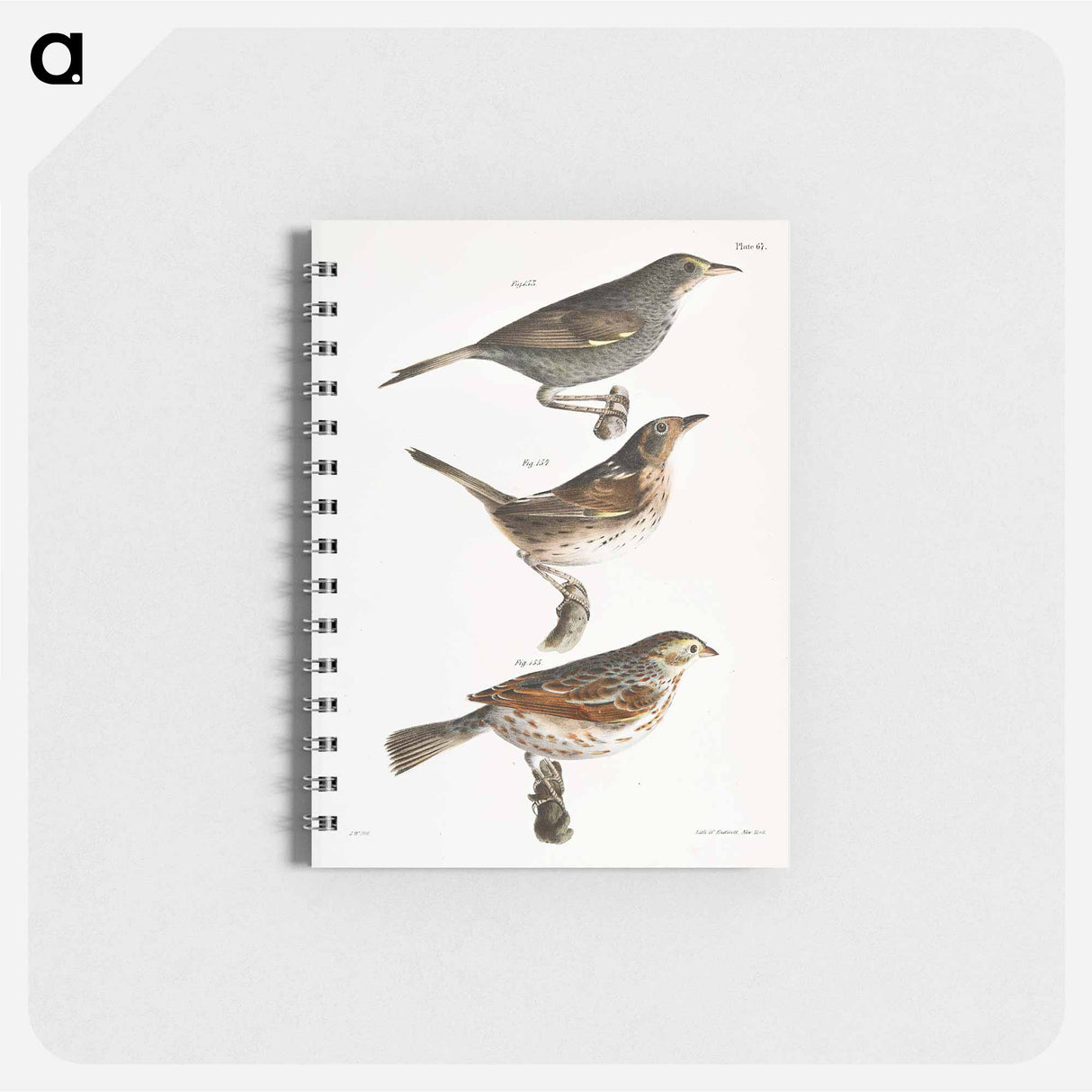 Seaside Finch (Ammodramus maritimus) 154. Quail-head (Ammodramus caudacutus) 155. Savannah Bunting (Emberiza savana) illustration from Zoology of New York by - ニューヨークの動物学 Memo.