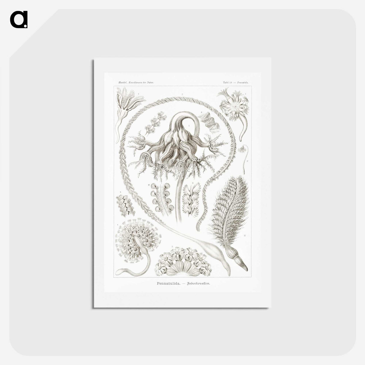 2-86_Ernst-Haeckel_hagaki