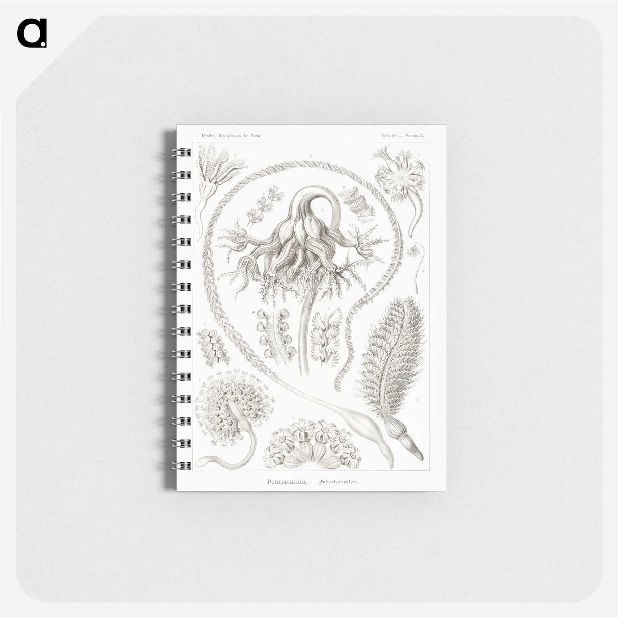 2-86_Ernst-Haeckel_memo