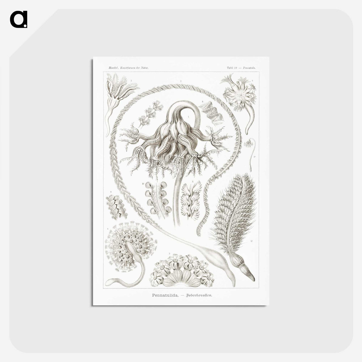 2-86_Ernst-Haeckel_postcard