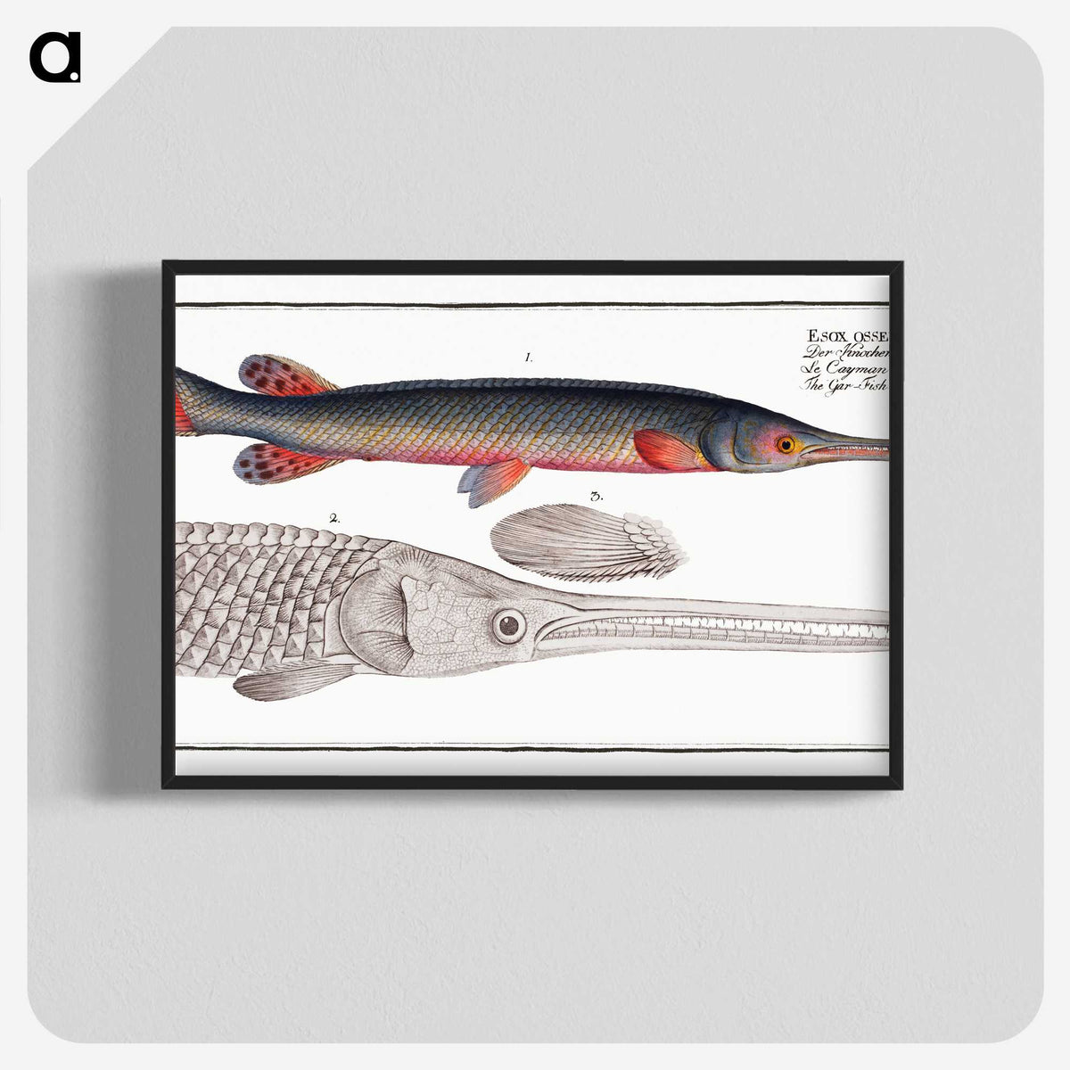2-86_Ichtyologie-ou-Histoire-naturelle_blk-crop