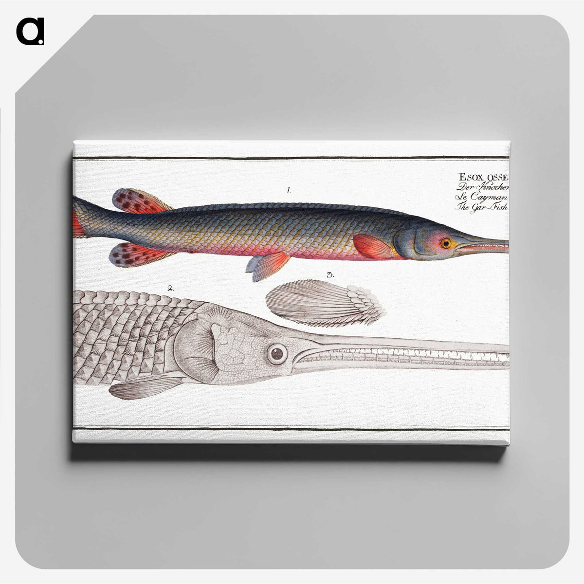 2-86_Ichtyologie-ou-Histoire-naturelle_canvas