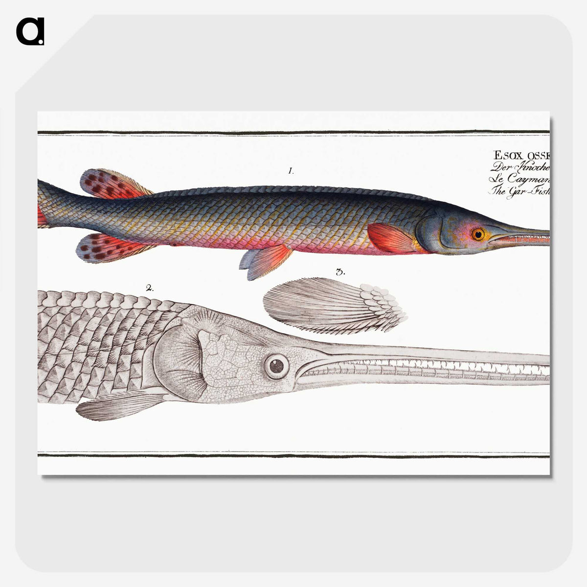 2-86_Ichtyologie-ou-Histoire-naturelle_picture-crop