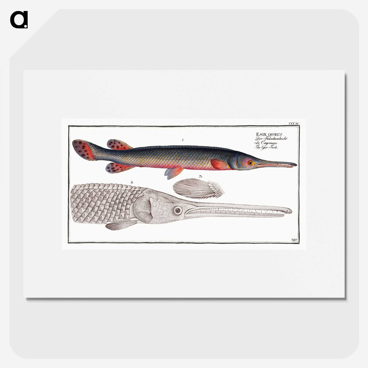2-86_Ichtyologie-ou-Histoire-naturelle_picture