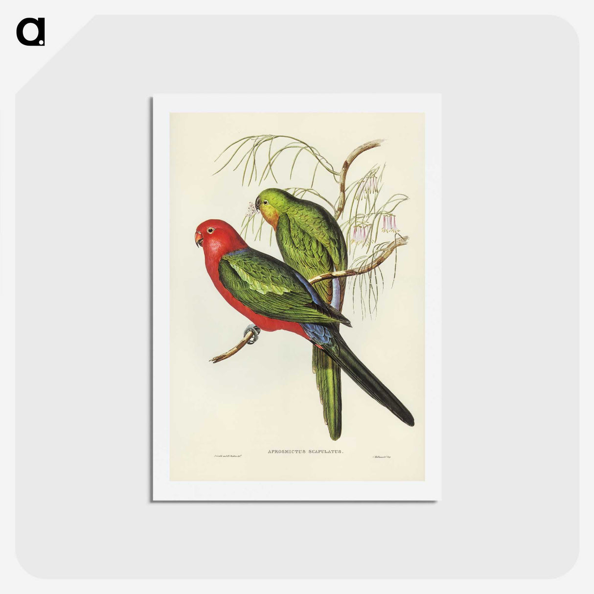 2-86_John-Gould_hagaki