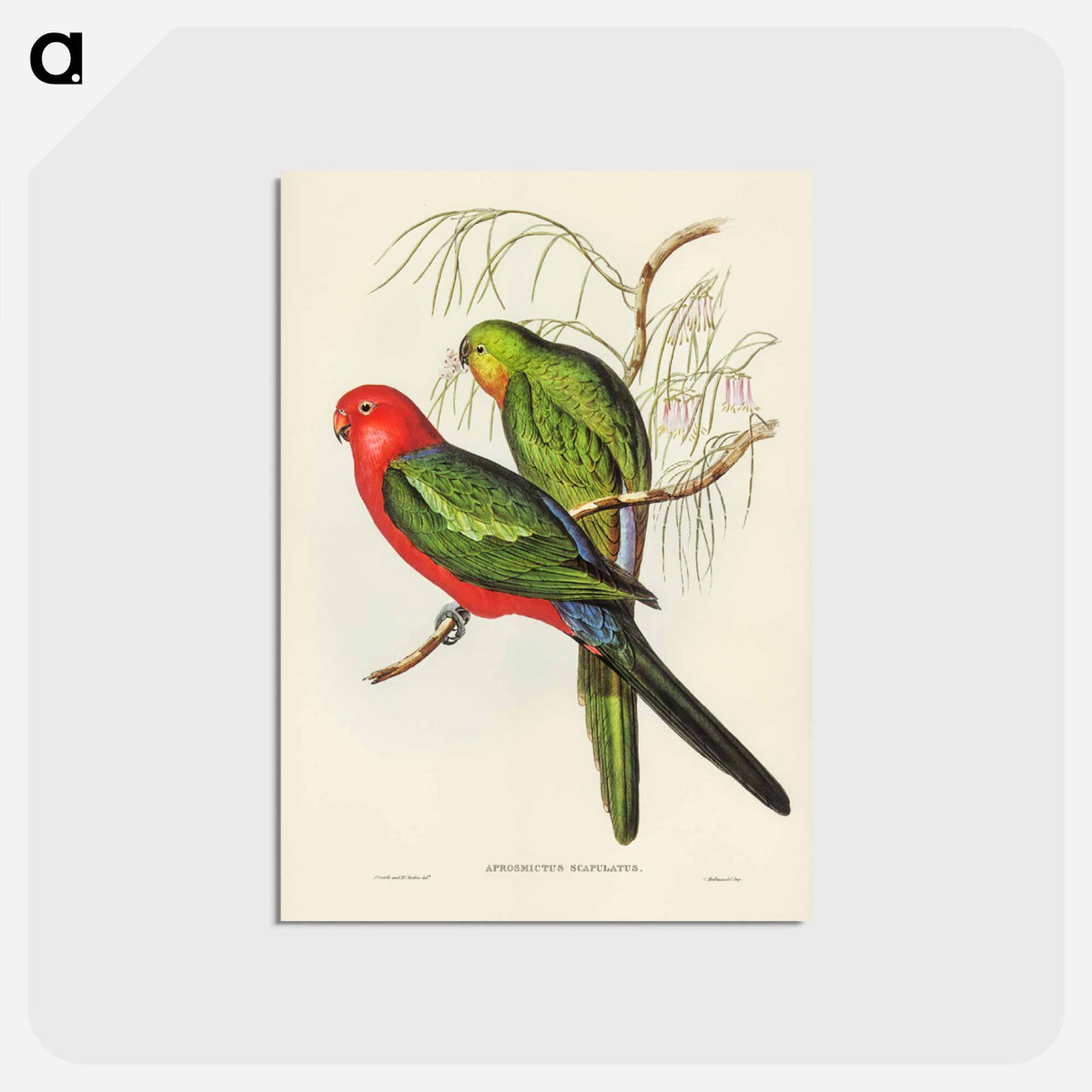アートポストカード-King Lory
- ジョン グールド Postcard.