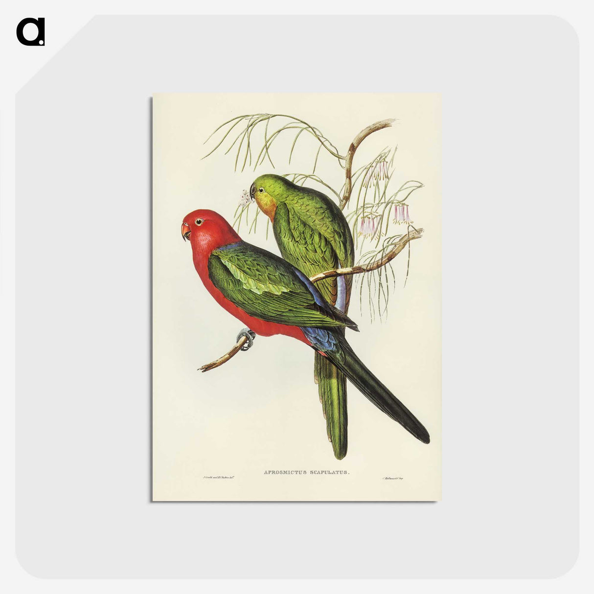2-86_John-Gould_postcard
