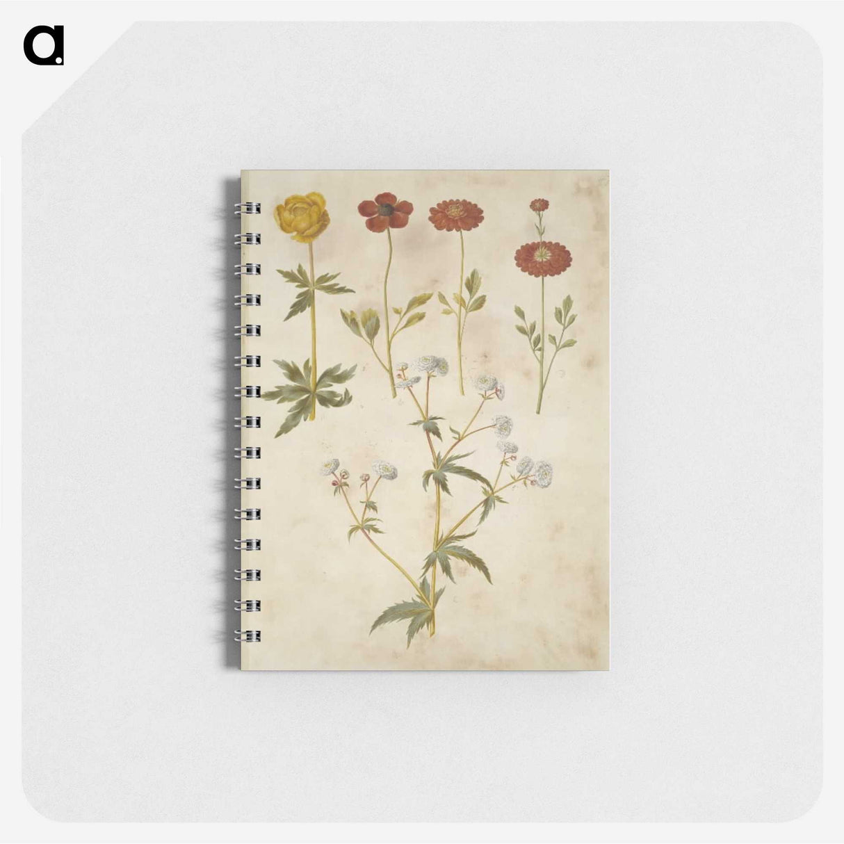 2-86_Maria-Sibylla-Merian_memo
