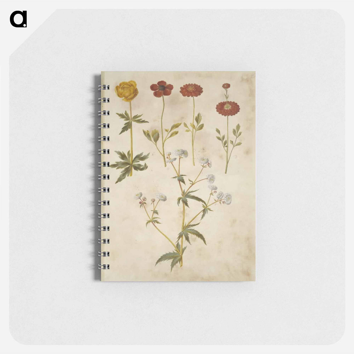アートメモ帳-Trollius, Ranunculus, and Ranunculus
- マリア ジビーラ メーリアン Memo.