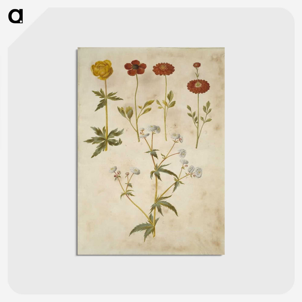 2-86_Maria-Sibylla-Merian_postcard