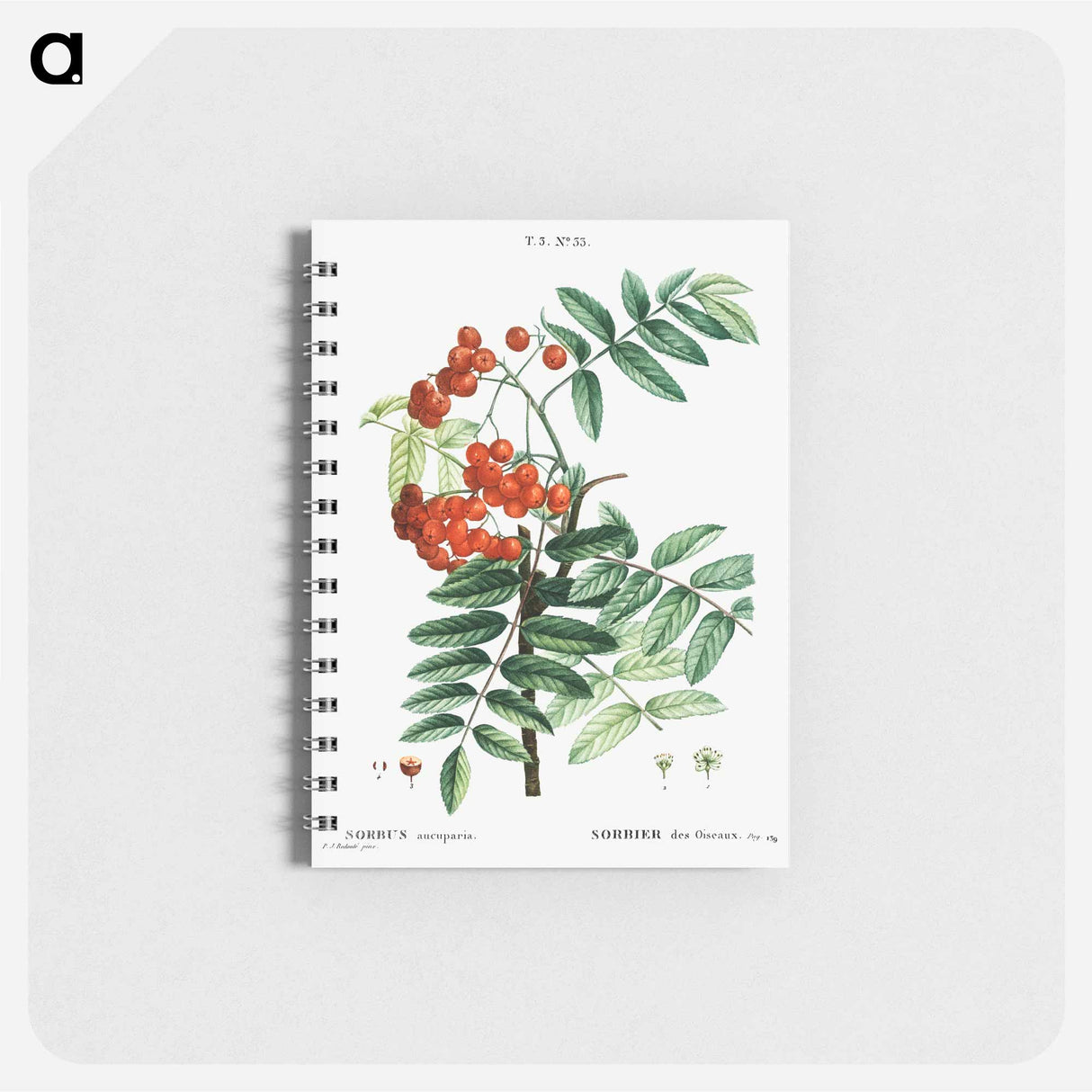 Mountain ash - ピエール ジョゼフ ルドゥーテ Memo.