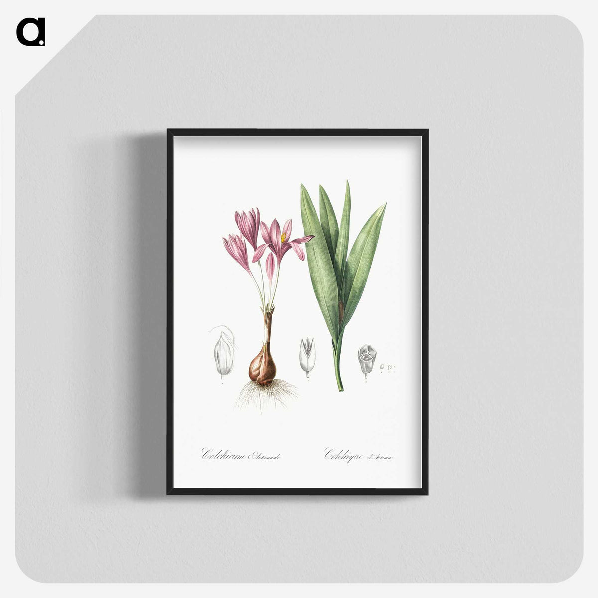 2-86_The-Lilies_blk-crop