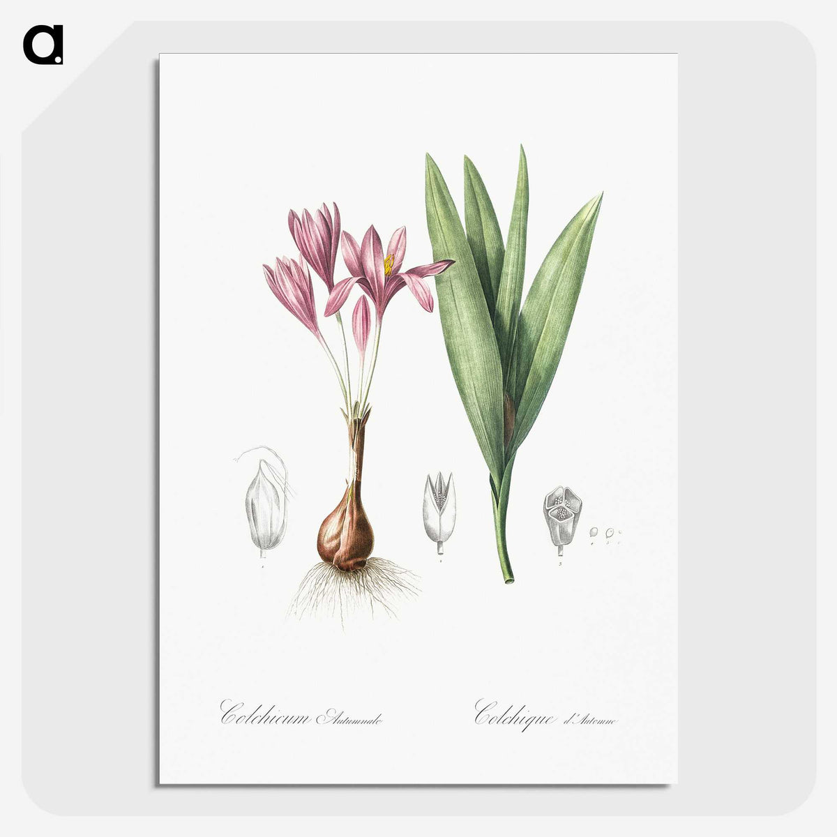 2-86_The-Lilies_picture-crop