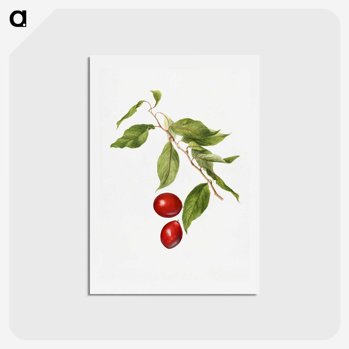 2-86_USDA-Watercolor-Fruit-Painting-Collection_hagaki