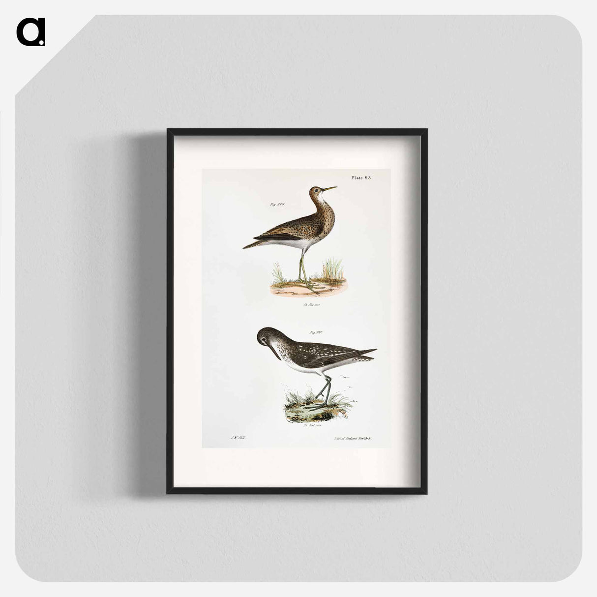 Grey Plover (Totanus bartrami) Solitary Tatler (Totanus chloropygius) illustration from Zoology of New York by - Zoology of New York Poster.