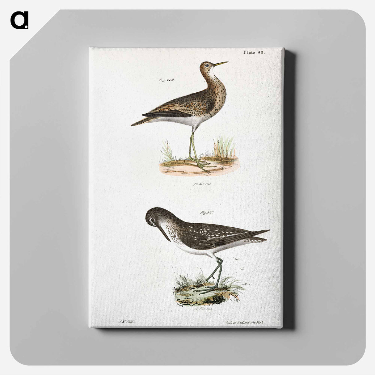 Grey Plover (Totanus bartrami) Solitary Tatler (Totanus chloropygius) illustration from Zoology of New York by - ニューヨークの動物学 Canvas.