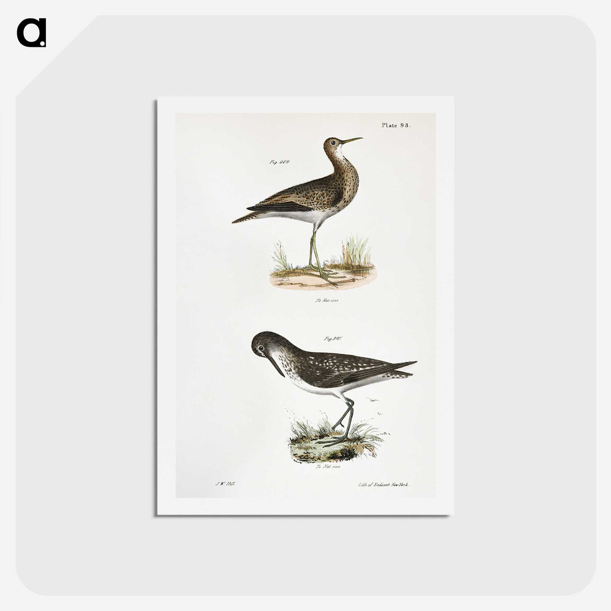 2-86_Zoology-of-New-York_hagaki