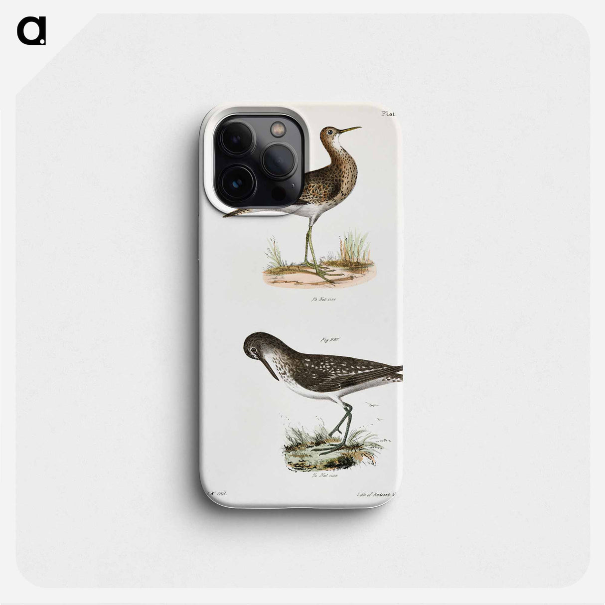 Grey Plover (Totanus bartrami) Solitary Tatler (Totanus chloropygius) illustration from Zoology of New York by - Zoology of New York Phone Case.