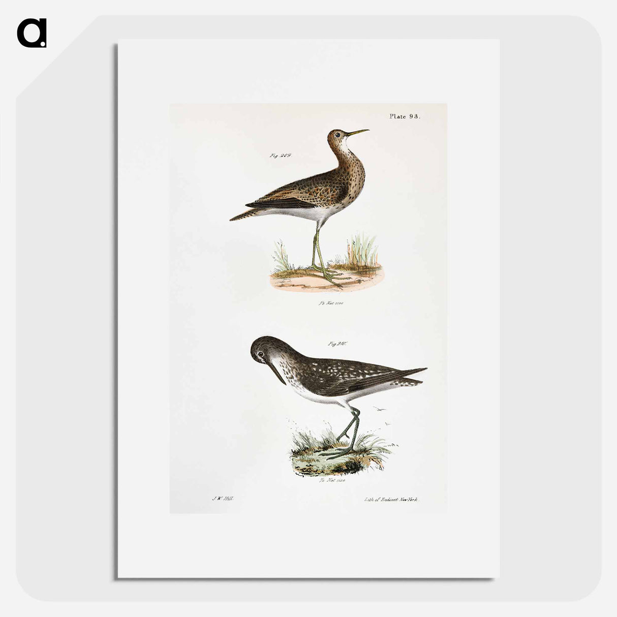 Grey Plover (Totanus bartrami) Solitary Tatler (Totanus chloropygius) illustration from Zoology of New York by - Zoology of New York Poster.
