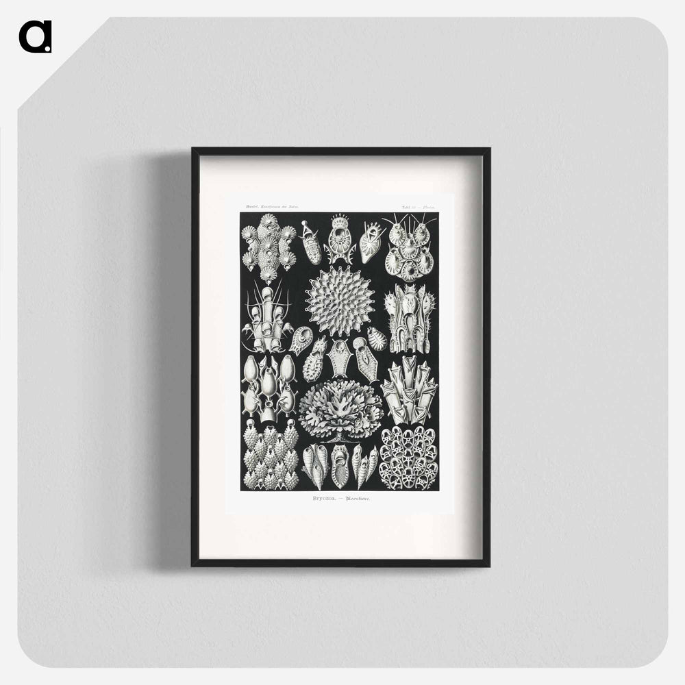Bryozoa–Woostiere - エルンスト ヘッケル Poster.