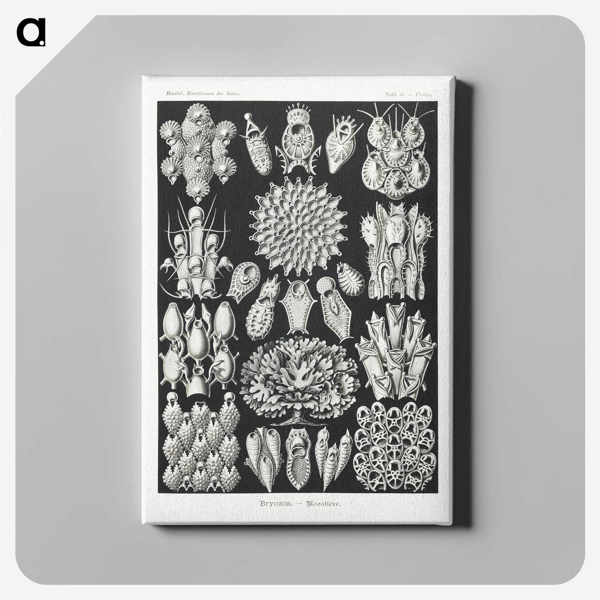 2-87_Ernst-Haeckel_canvas