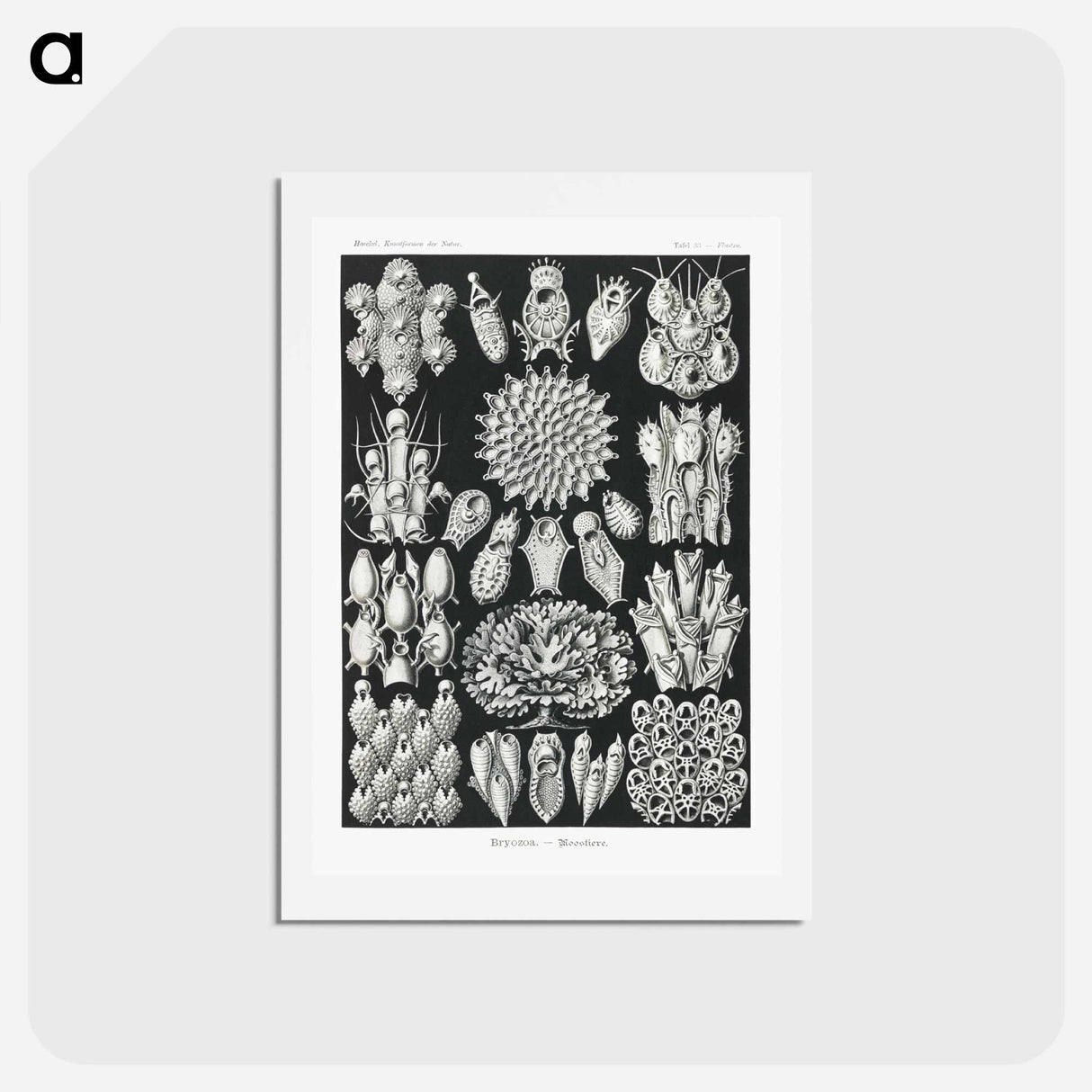 アートポストカード-Bryozoa–Woostiere - エルンスト ヘッケル Postcard.