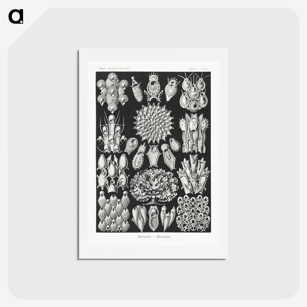 2-87_Ernst-Haeckel_hagaki