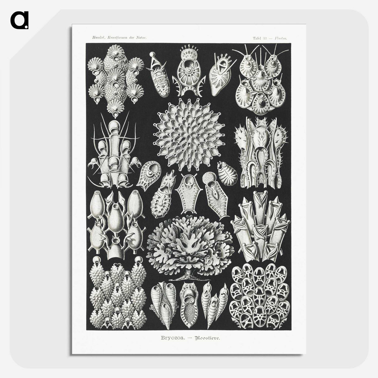 2-87_Ernst-Haeckel_picture-crop