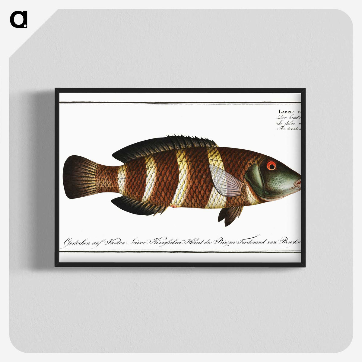 2-87_Ichtyologie-ou-Histoire-naturelle_blk-crop