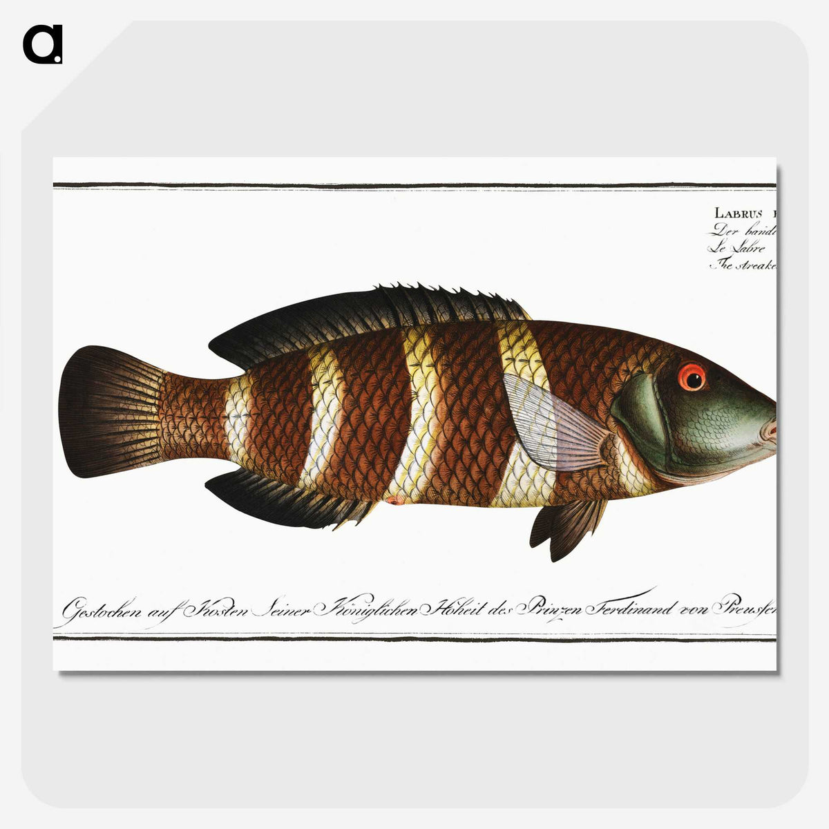 2-87_Ichtyologie-ou-Histoire-naturelle_picture-crop