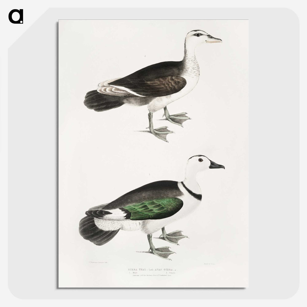2-87_Indian-Zoology_picture-crop