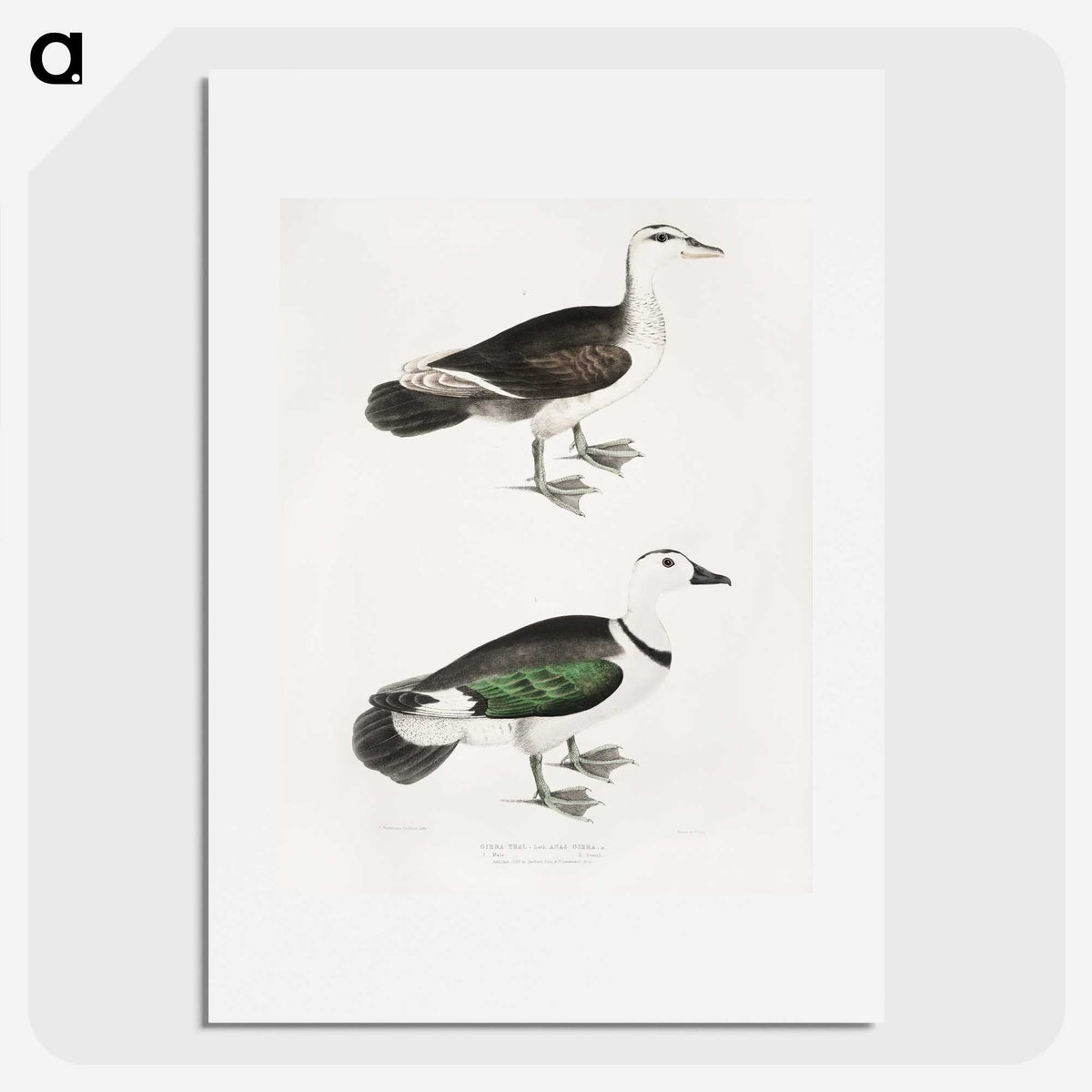 2-87_Indian-Zoology_picture