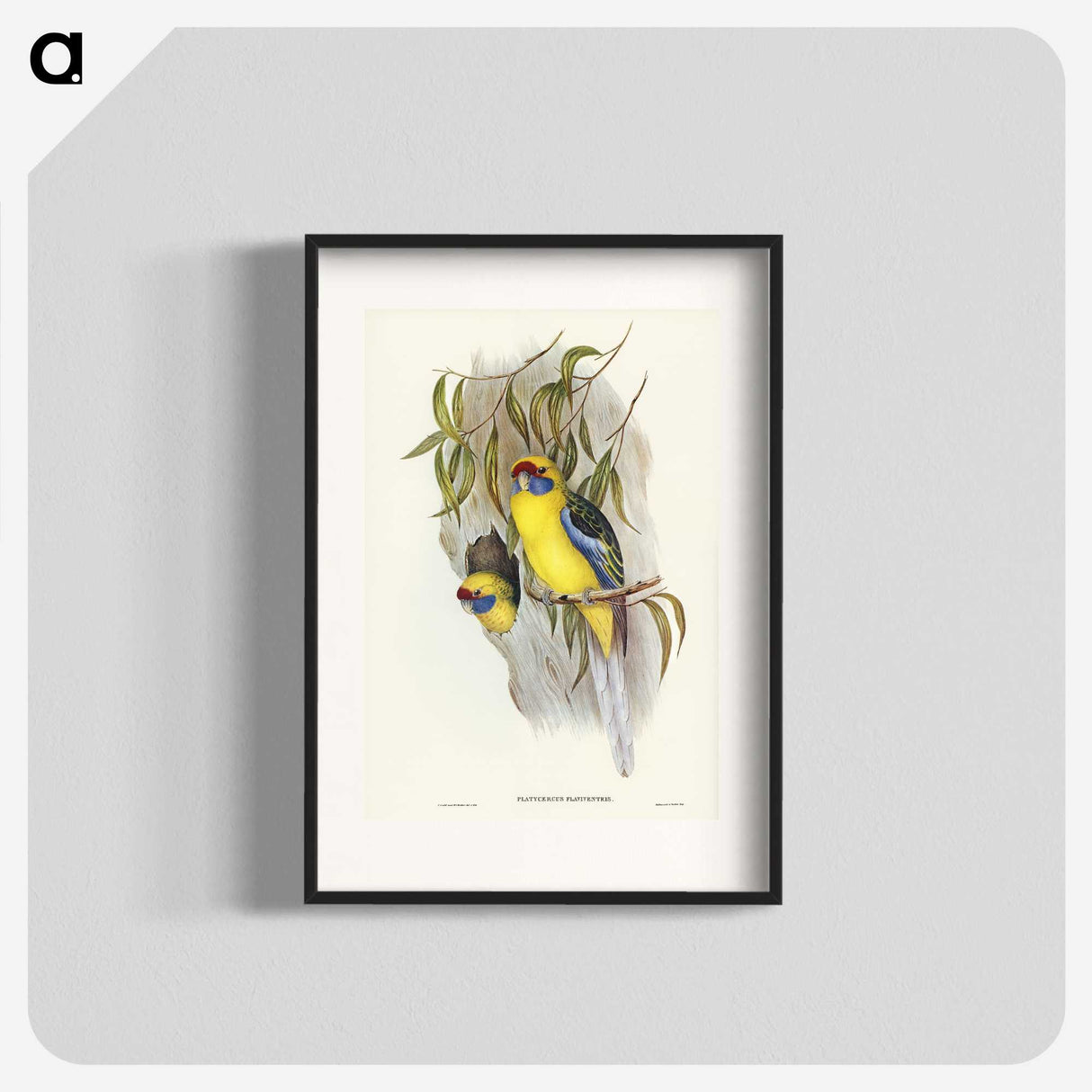 2-87_John-Gould_blk
