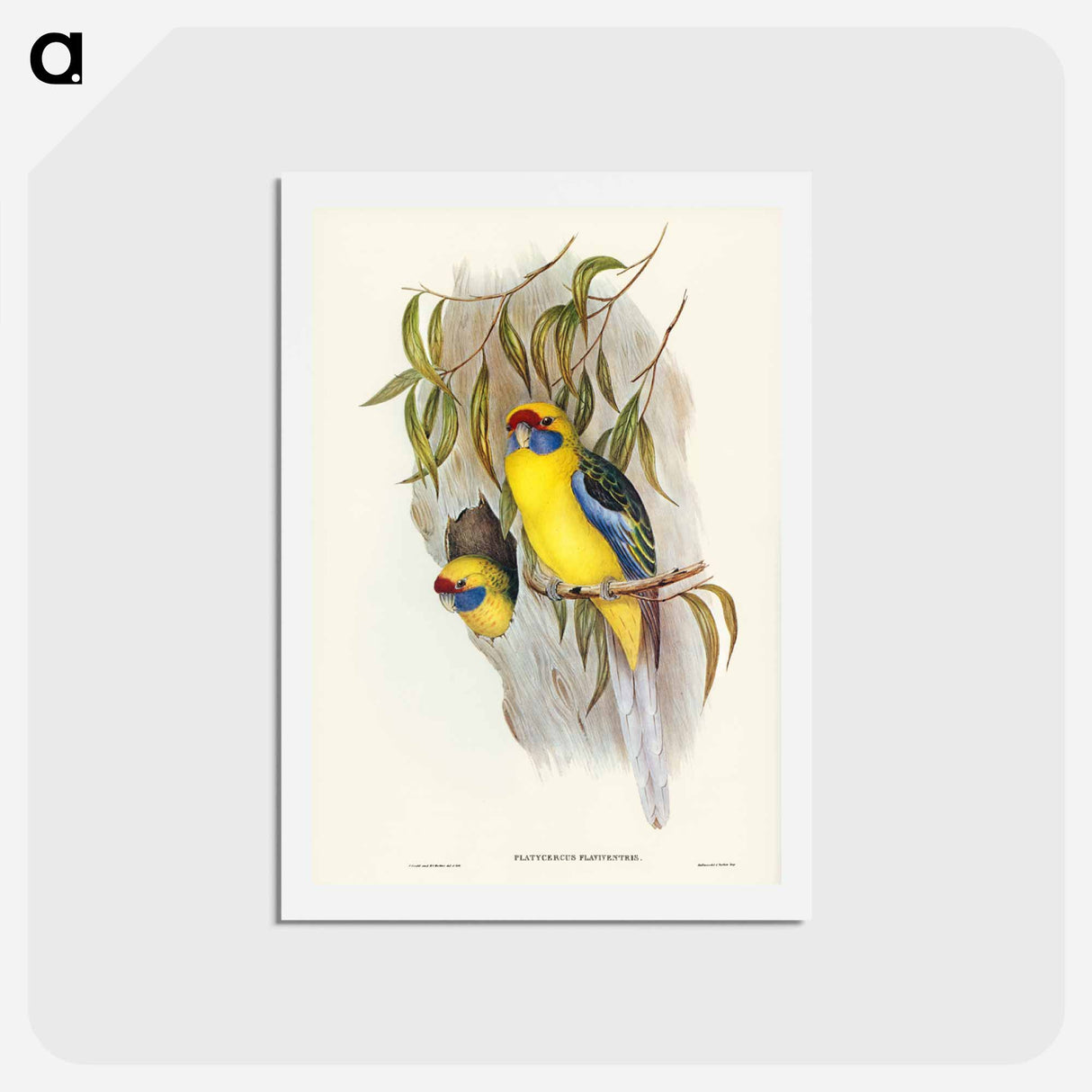 アートポストカード-Yellow-bellied Parakeet
- ジョン グールド Postcard.