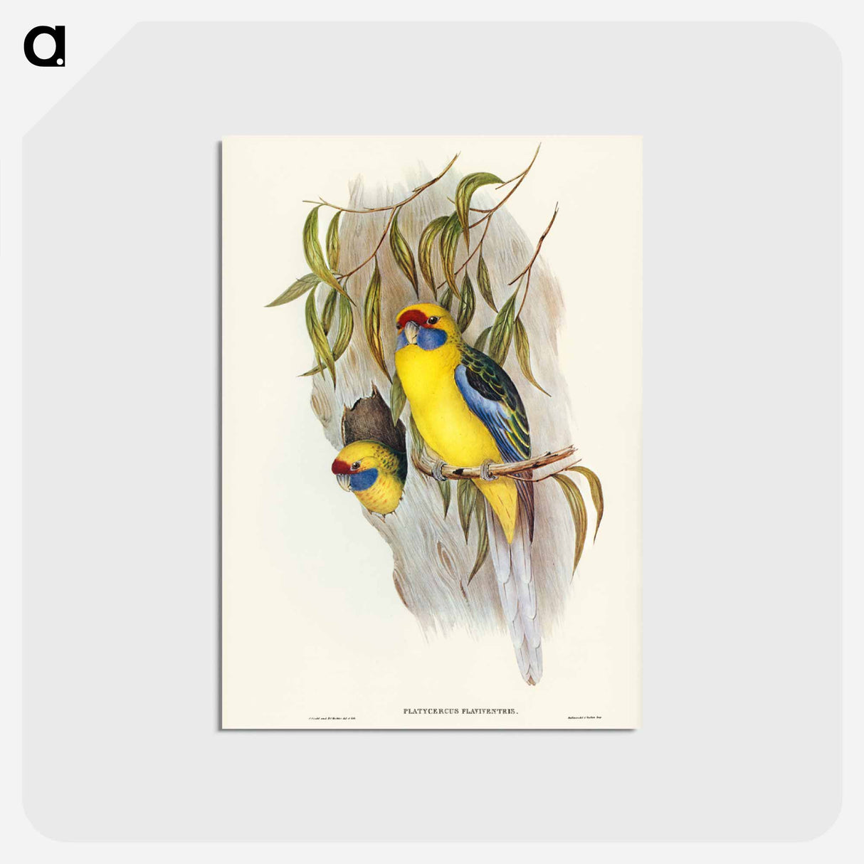 アートポストカード-Yellow-bellied Parakeet
- ジョン グールド Postcard.