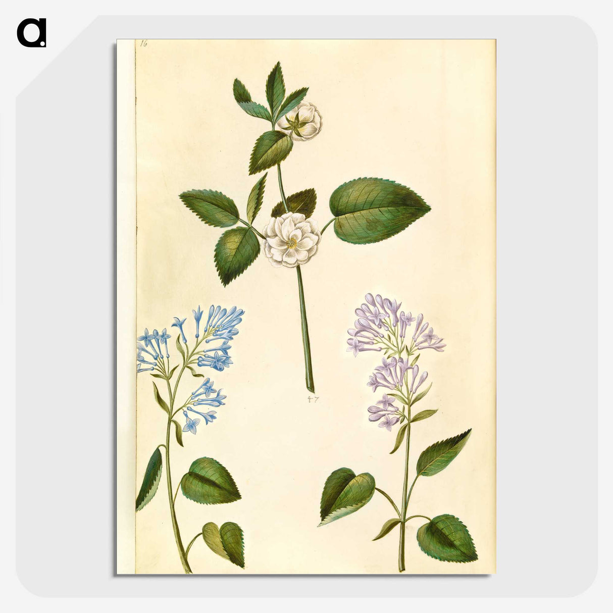 2-87_Maria-Sibylla-Merian_picture-crop