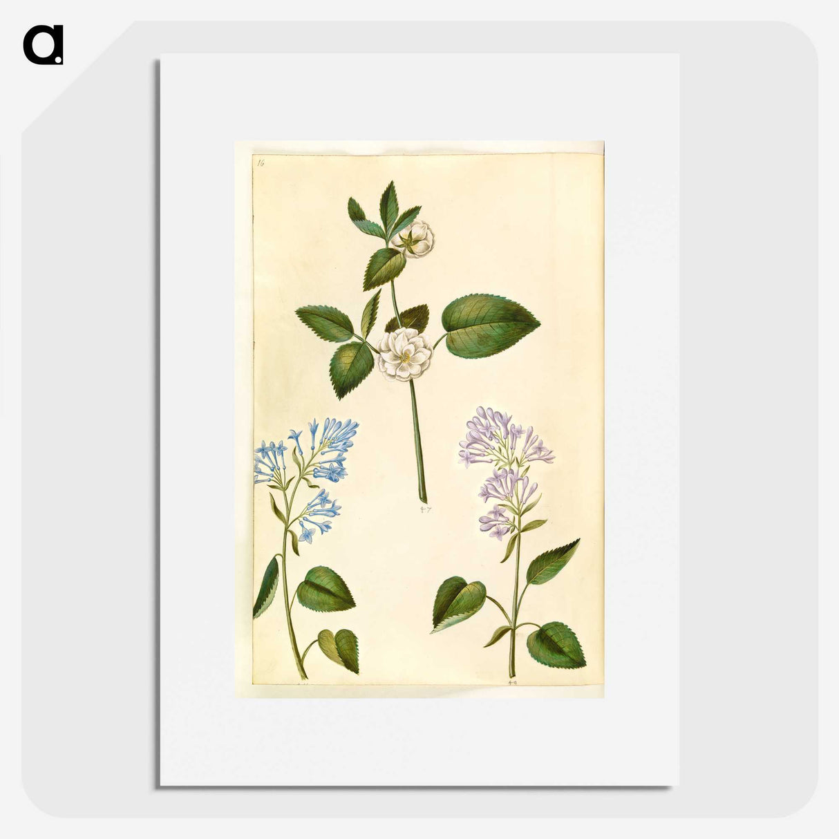 2-87_Maria-Sibylla-Merian_picture