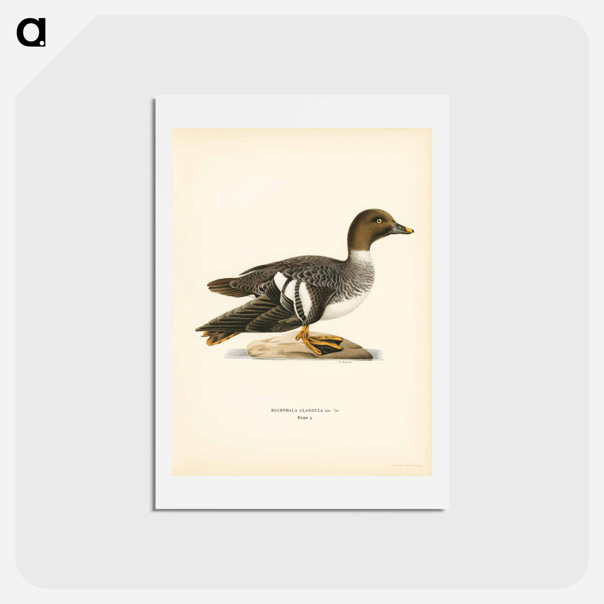 アートポストカード-Goldeneye Female
- スヴェンスカ フォグラル Postcard.