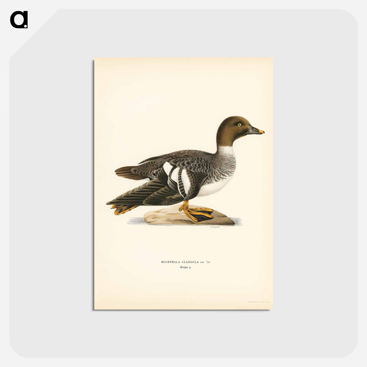 アートポストカード-Goldeneye Female
- スヴェンスカ フォグラル Postcard.