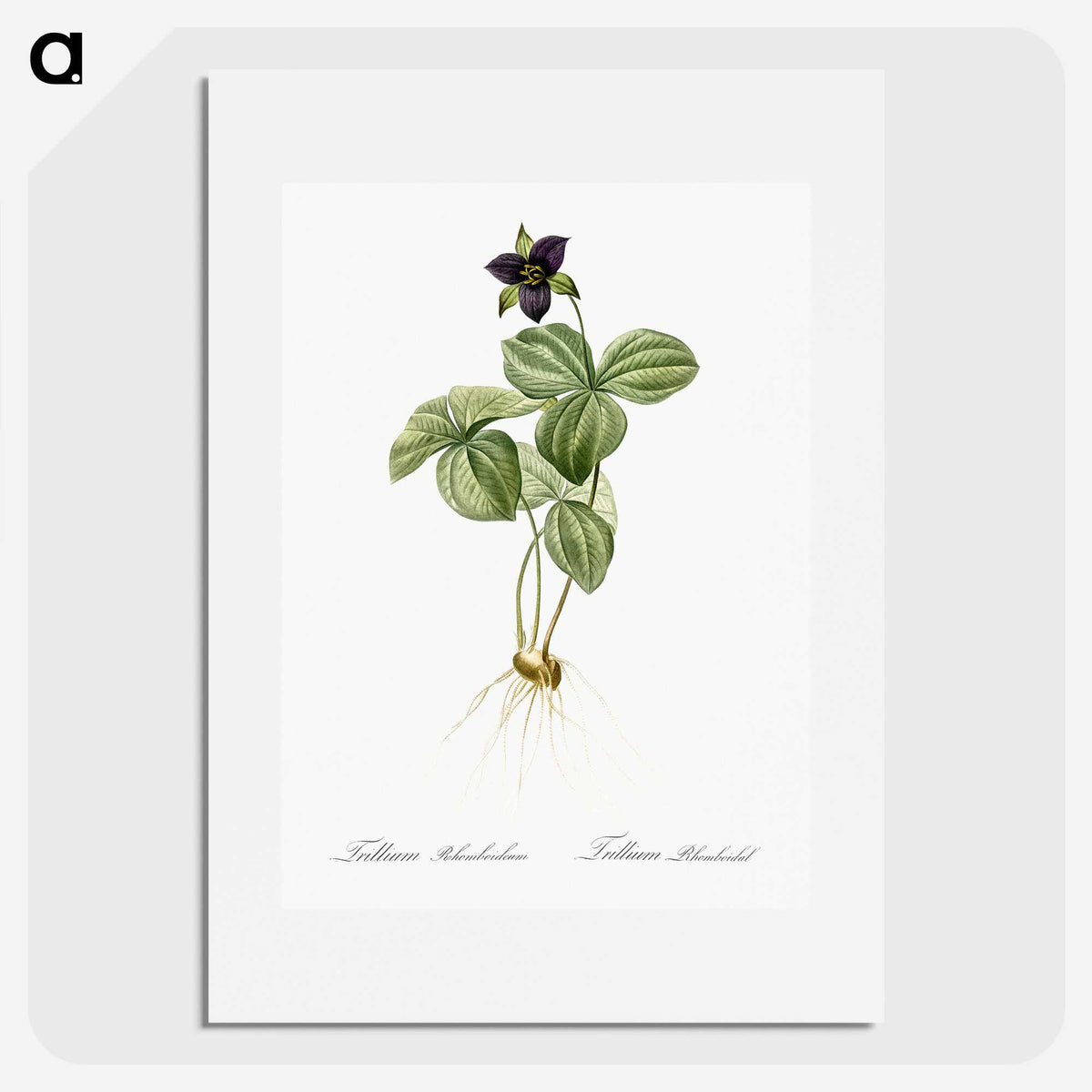 2-87_The-Lilies_picture