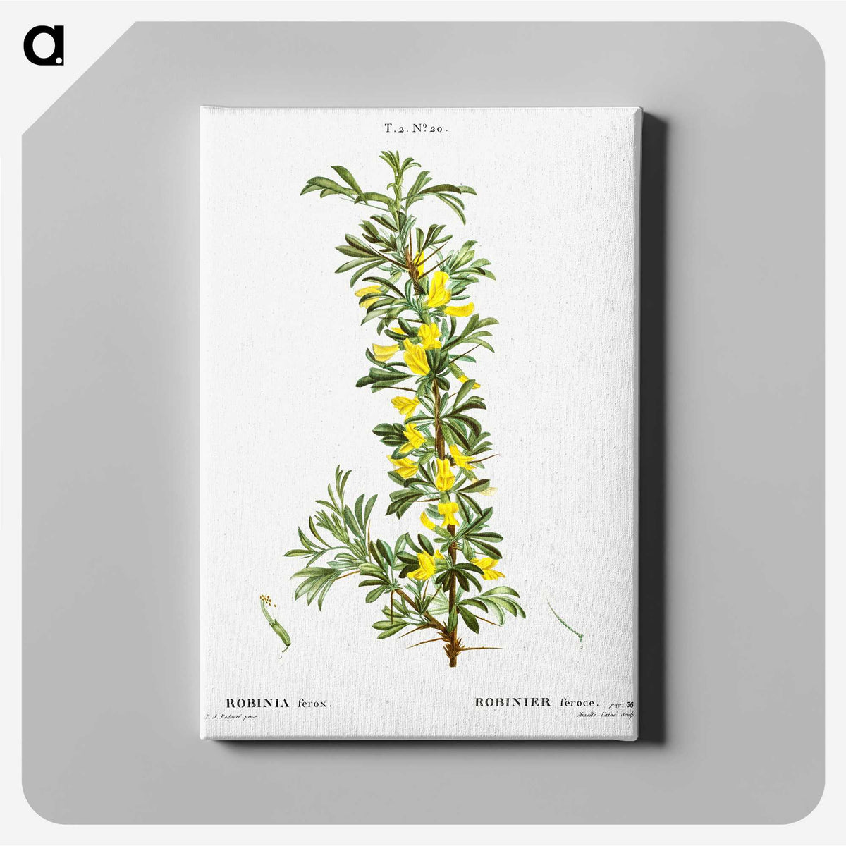 2-87_Treatise-on-Trees-and-Shrubs_canvas