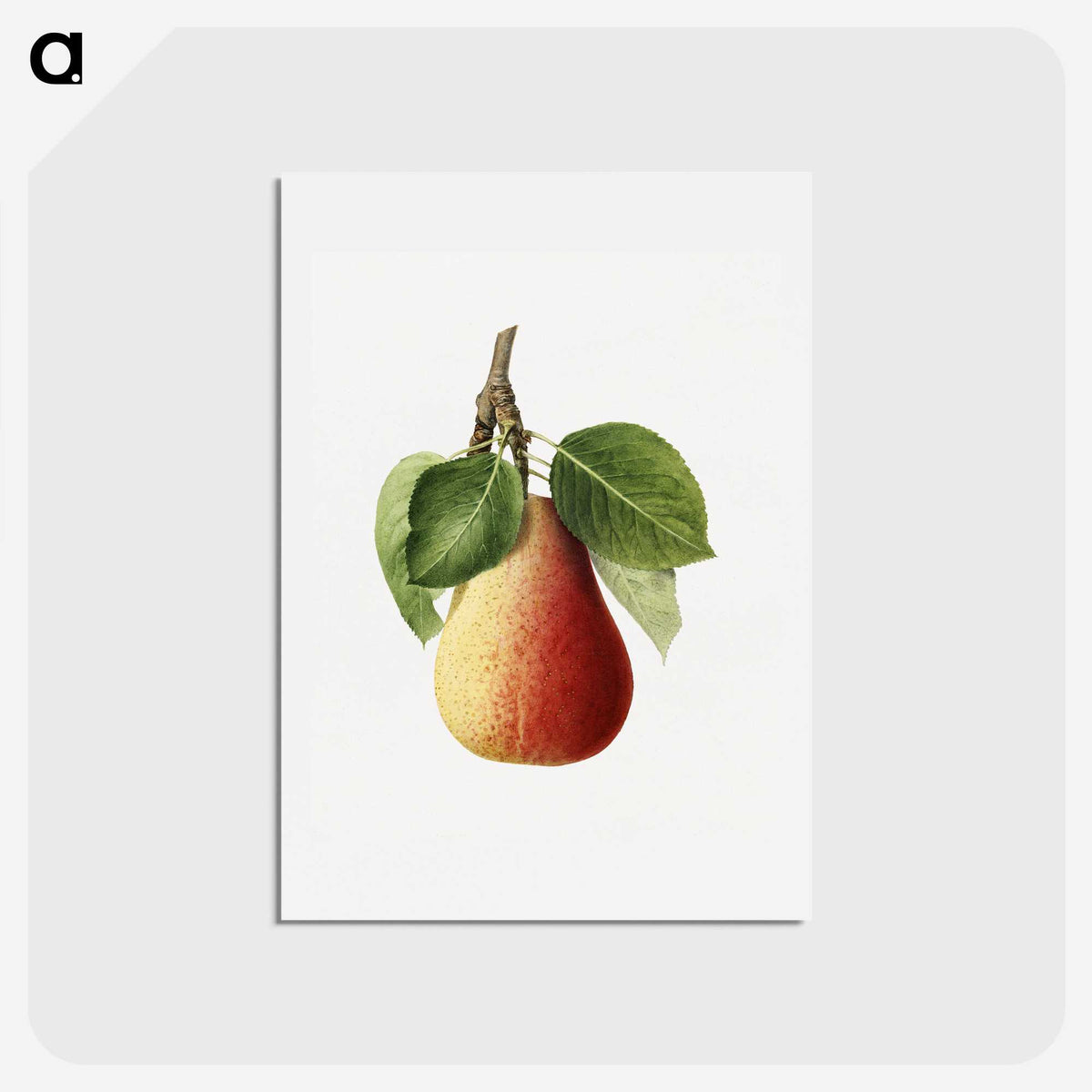 2-87_USDA-Watercolor-Fruit-Painting-Collection_hagaki