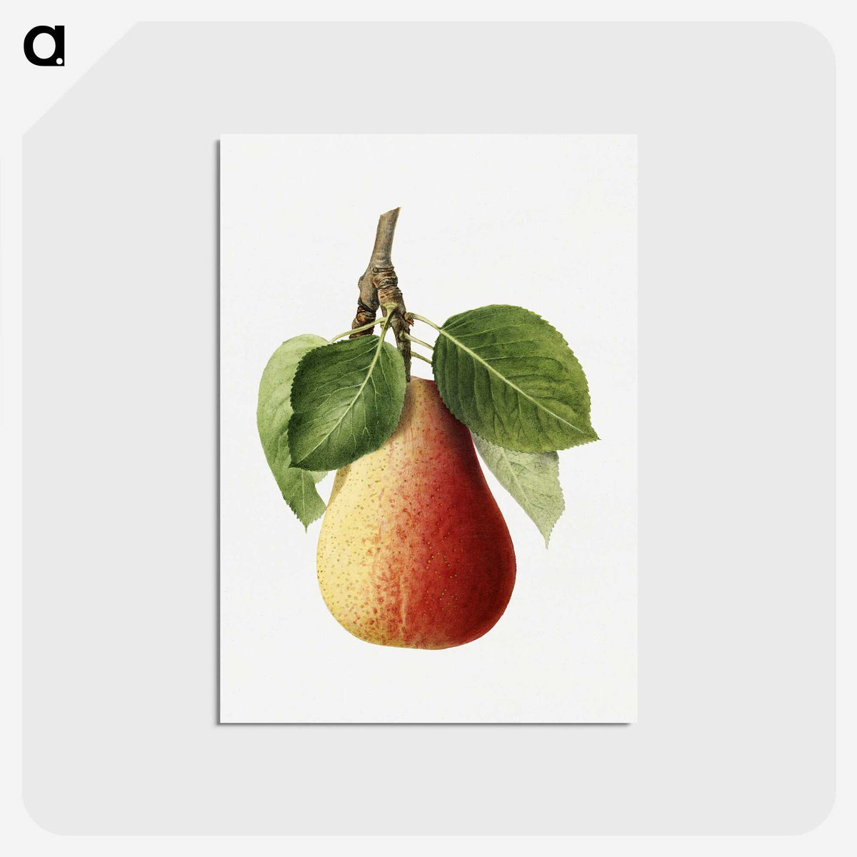 2-87_USDA-Watercolor-Fruit-Painting-Collection_postcard