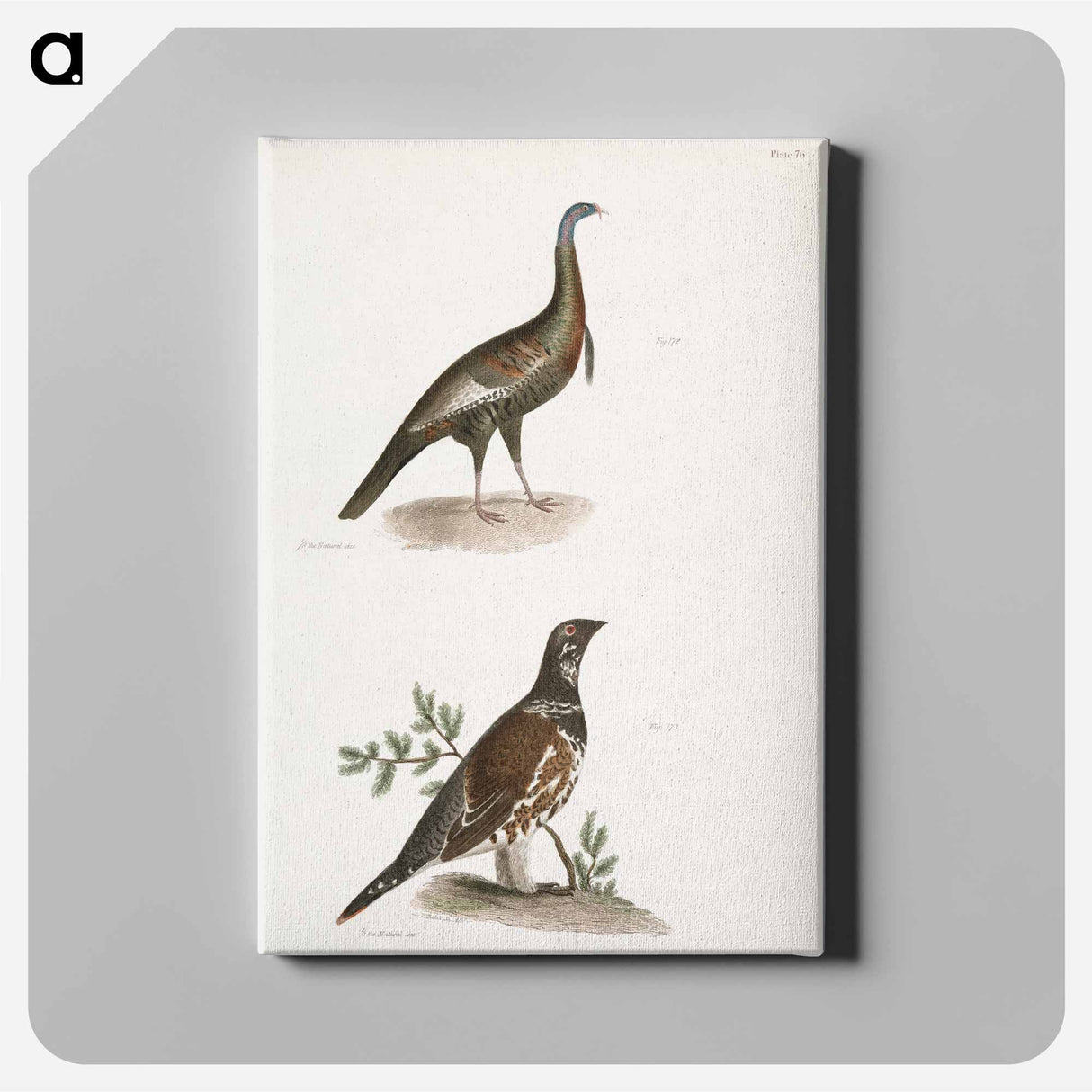 Wild Turkey (Meleagris gallopavo) 173. Spruce Grouse (Tetrao canadensis) illustration from Zoology of New York by - ニューヨークの動物学 Canvas.