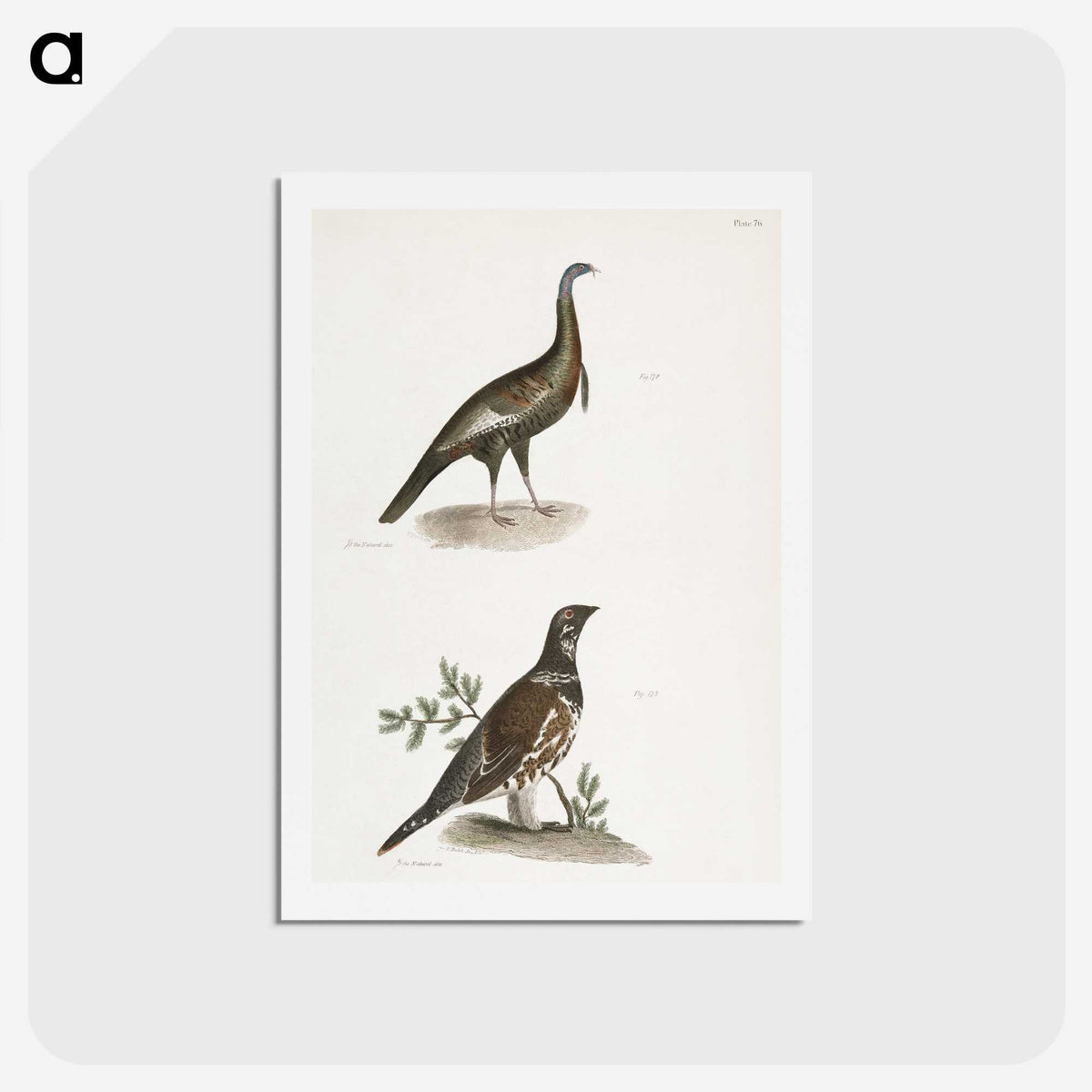 2-87_Zoology-of-New-York_hagaki