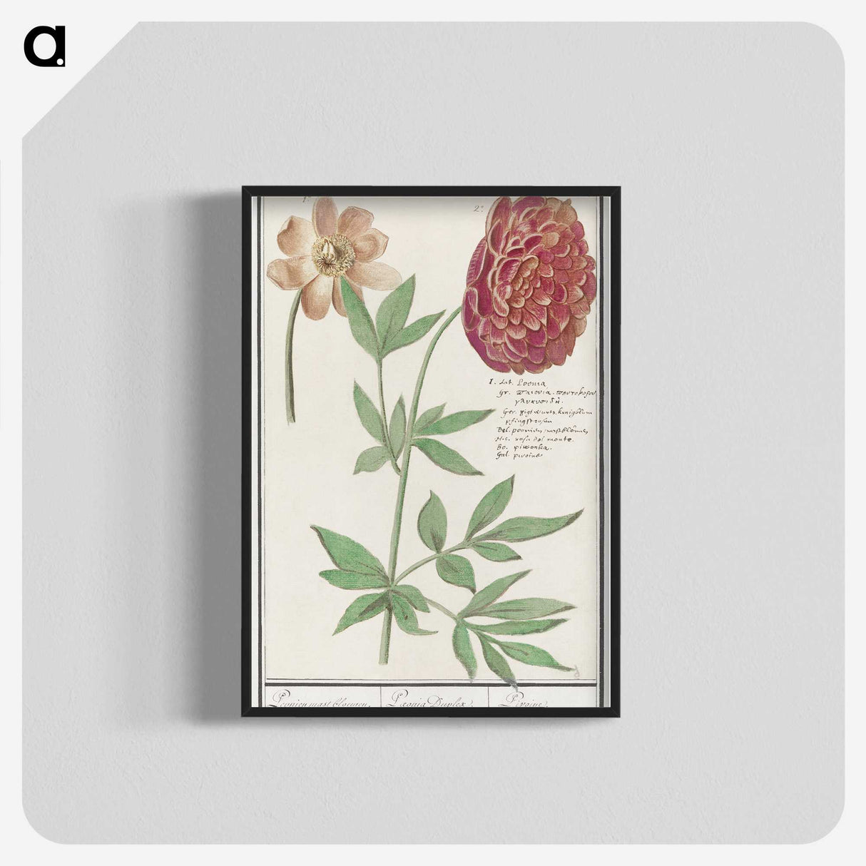 2-88_Anselmus-Boetius-de-Boodt_blk-crop