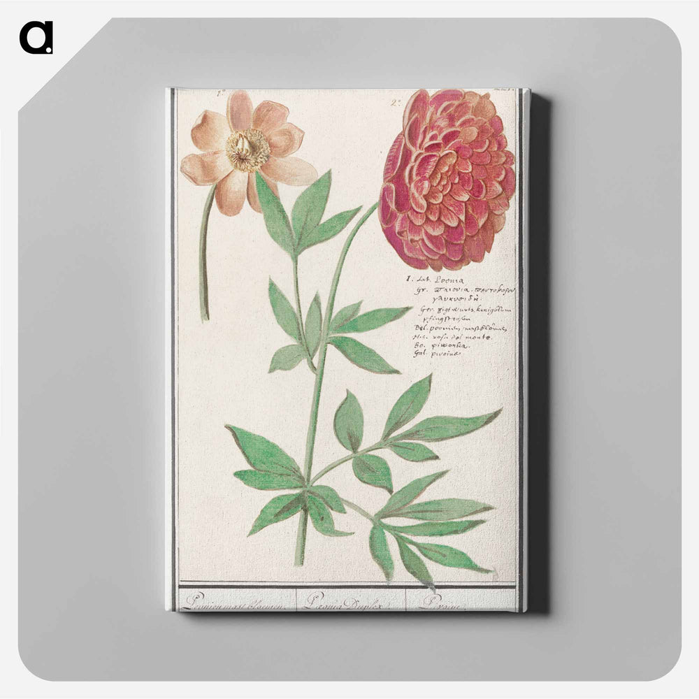 Peony, Paeonia - アンセルムス ボエティウス デ ブート Canvas.