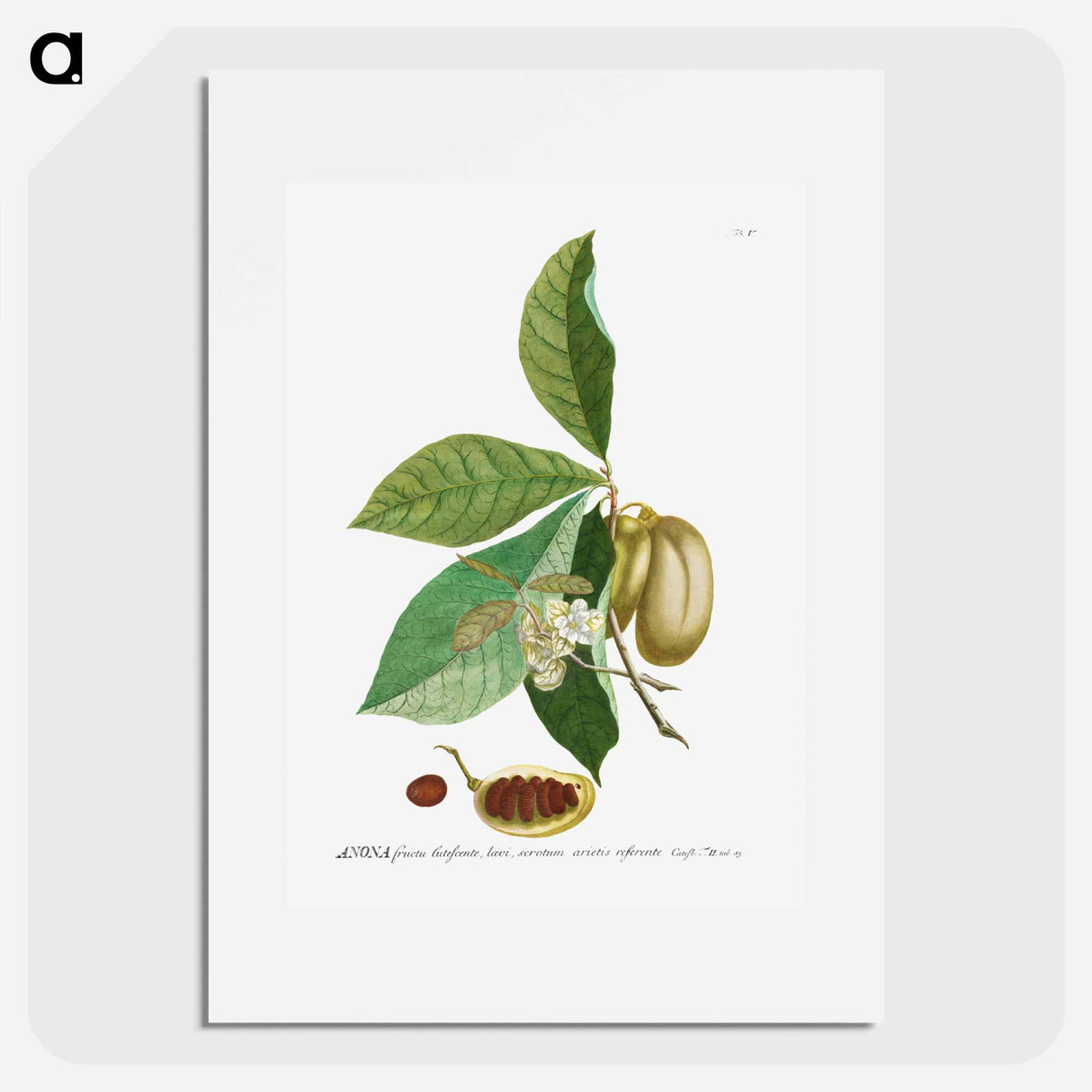 アートポスター-Anona or Sugar Apple
- クリーブランド美術館 Poster.