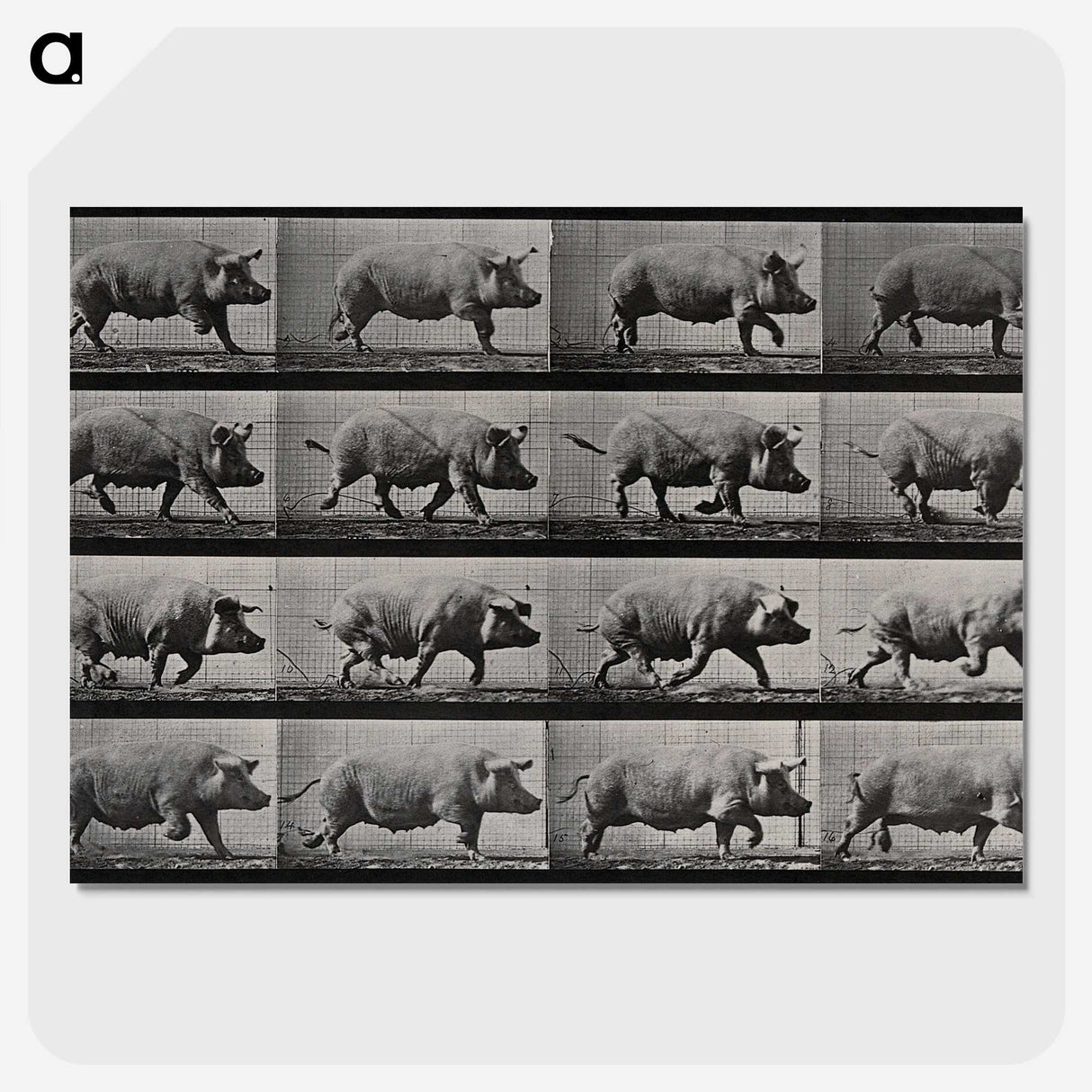 2-88_Eadweard-Muybridge_picture-crop