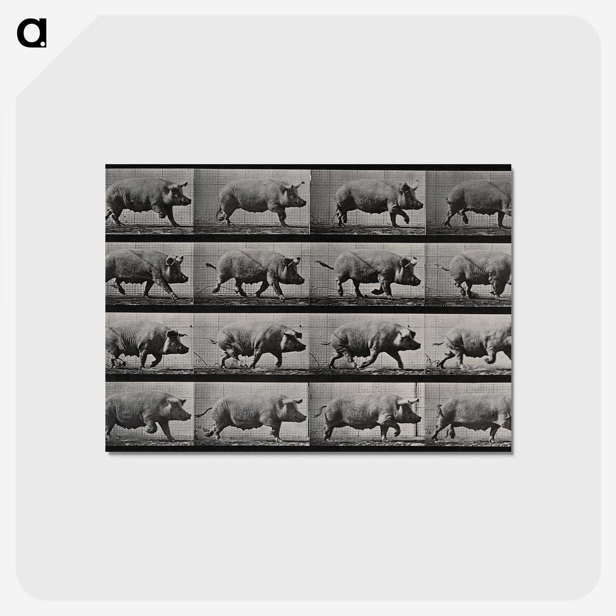 2-88_Eadweard-Muybridge_postcard